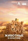 Животные с объективом смотреть онлайн бесплатно