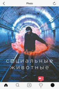 Постер к кинофильму Социальные животные смотреть онлайн бесплатно