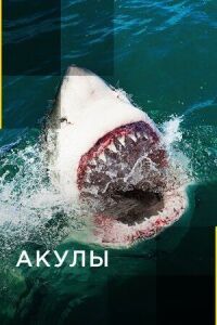 Постер к кинофильму Акулы смотреть онлайн бесплатно