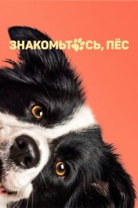 Постер к кинофильму Знакомьтесь, пёс смотреть онлайн бесплатно