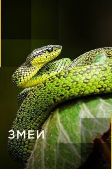 Змеи онлайн бесплатно