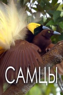 Самцы онлайн бесплатно