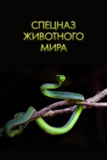 Спецназ животного мира онлайн бесплатно